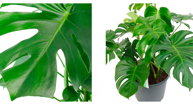 Haal de Beste Planten in Huis ! Tips Voor Elke Woonsituatie